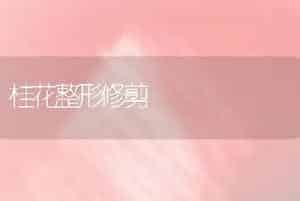 桂花整形修剪