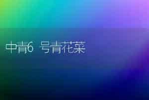 中青6号青花菜