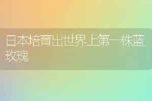 日本培育出世界上第一株蓝玫瑰