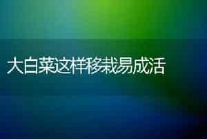 大白菜这样移栽易成活