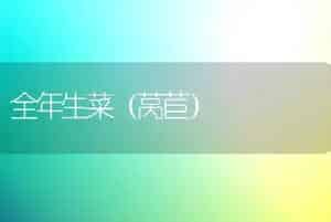 全年生菜（莴苣）