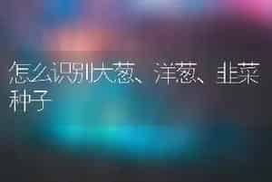 怎么识别大葱、洋葱、韭菜种子