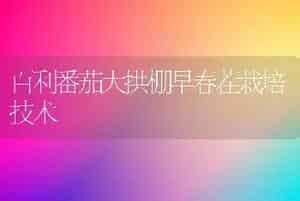 百利番茄大拱棚早春茬栽培技术