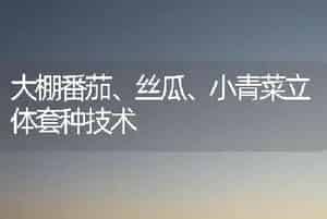 大棚番茄、丝瓜、小青菜立体套种技术