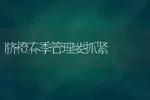 脐橙春季管理要抓紧