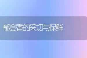 郁金香的采切与保鲜