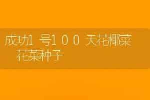 成功1号100天花椰菜――花菜种子