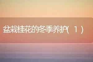 盆栽桂花的冬季养护(1)