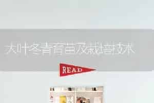 大叶冬青育苗及栽培技术