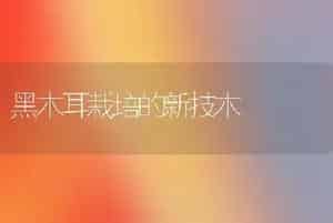 黑木耳栽培的新技木