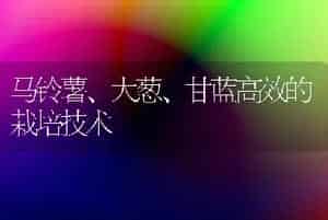 马铃薯、大葱、甘蓝高效的栽培技术