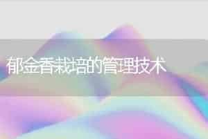 郁金香栽培的管理技术
