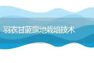 秋季大白菜高产栽培技术