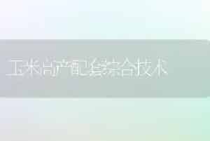 缸栽荷花