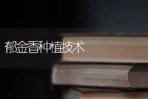 郁金香种植技术