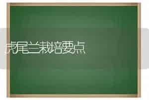 虎尾兰栽培要点