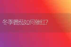 冬季番茄如何催红?