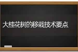 大桂花树的移栽技术要点