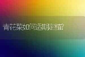 青花菜如何适期定植?