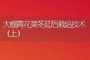 大棚青花菜冬延后栽培技术（上）