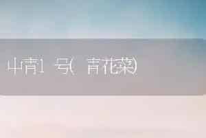 中青1号(青花菜)