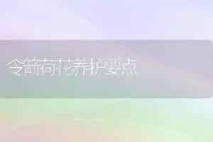 令箭荷花养护要点