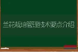 脐橙幼树管理