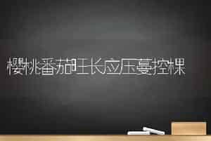 樱桃番茄旺长应压蔓控棵