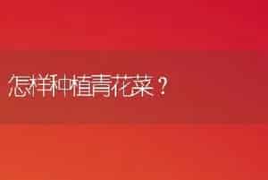 怎样种植青花菜？