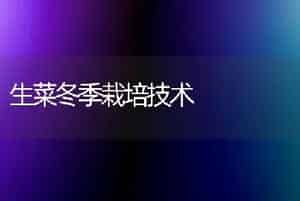 生菜冬季栽培技术