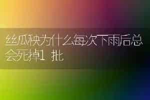 荷花在园林造景中的应用-园林工程苗木种植技术