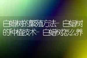 白蜡树的繁殖方法-白蜡树的种植技术-白蜡树怎么养