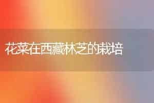 花菜在西藏林芝的栽培