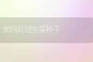 如何处理生菜种子