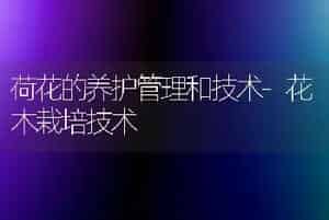 荷花的养护管理和技术-花木栽培技术