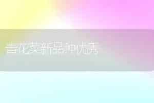 青花菜新品种优秀