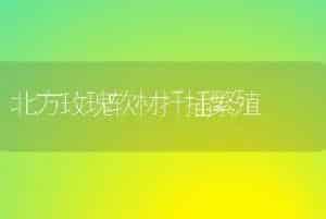 北方玫瑰软材扦插繁殖