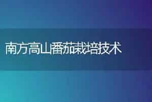 南方高山番茄栽培技术