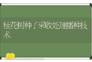 桂花树种子采收处理播种技术