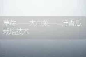 草莓——大青菜——洋香瓜栽培技术