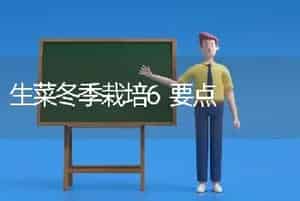 生菜冬季栽培6要点