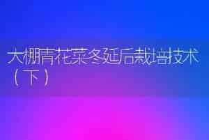 大棚青花菜冬延后栽培技术（下）
