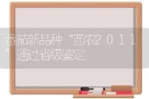 番茄新品种“西农2011”通过省级鉴定