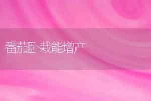 番茄卧栽能增产