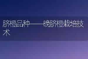 脐橙品种――晚脐橙栽培技术
