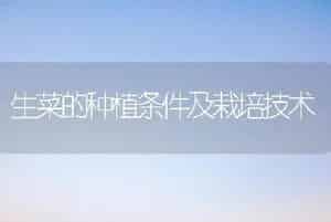 生菜的种植条件及栽培技术