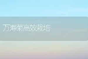 生菜新品种－美国大速生