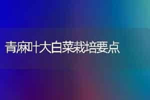 青麻叶大白菜栽培要点