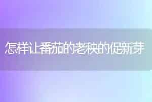 怎样让番茄的老秧的促新芽