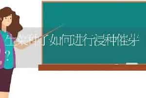 生菜种子如何进行浸种催芽？